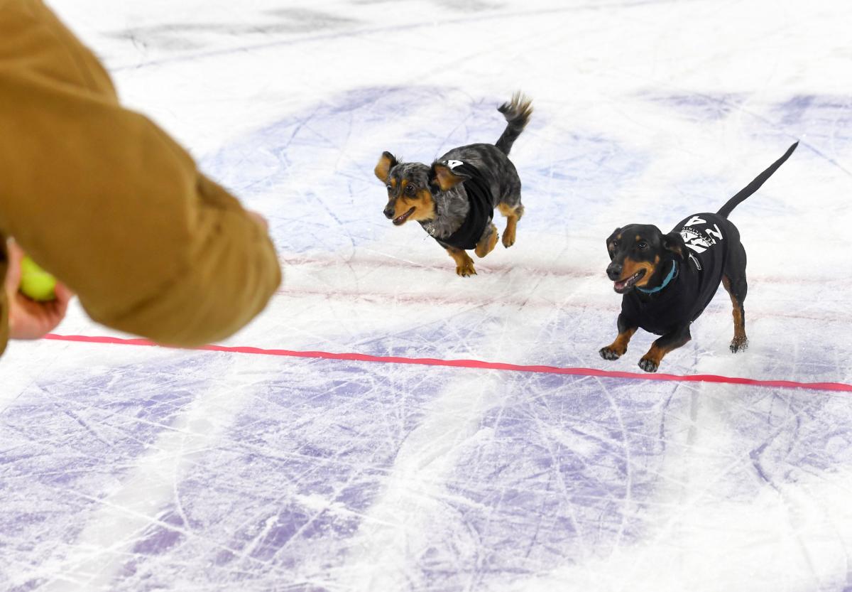 15th Annual Wiener Dog Race winner at the Sioux Falls Stampede is an