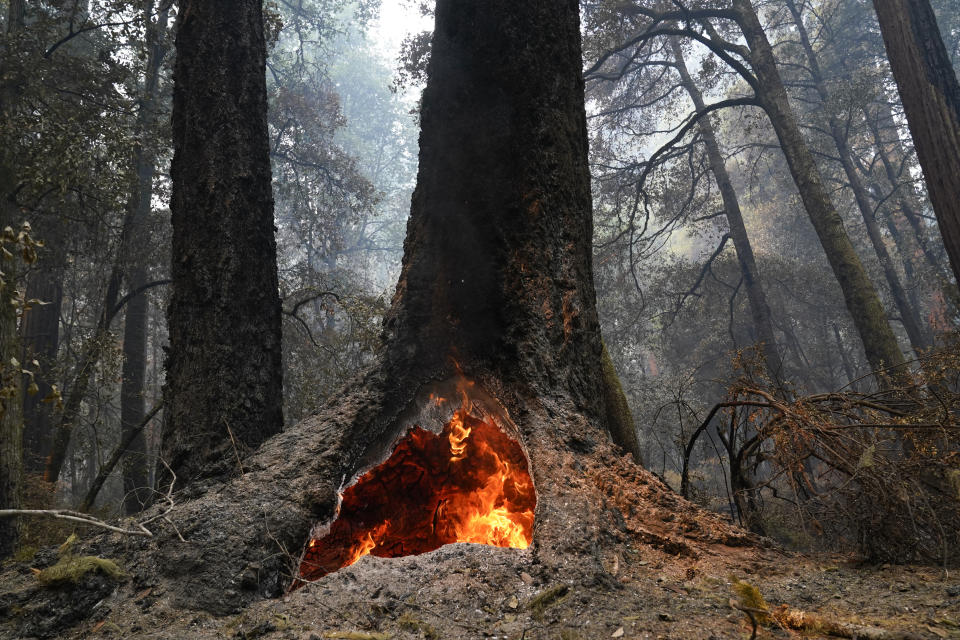 FILE - In this Aug. 24, 2020 photo, fire burns in the hollow of an old-growth redwood tree in Big Basin Redwoods State Park, Calif. The Biden administration is advancing its plan to restrict logging within old growth forests that are increasingly threatened by climate change, with an environmental review of the proposal expected to be publicized Friday. (AP Photo/Marcio Jose Sanchez, File)