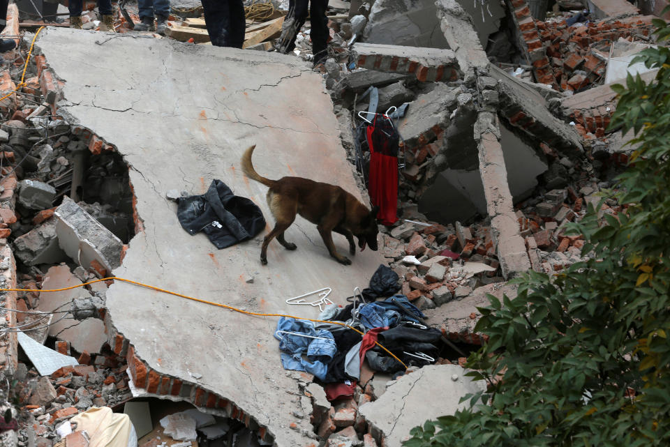 Hero dogs help rescue survivors after Mexico City quake