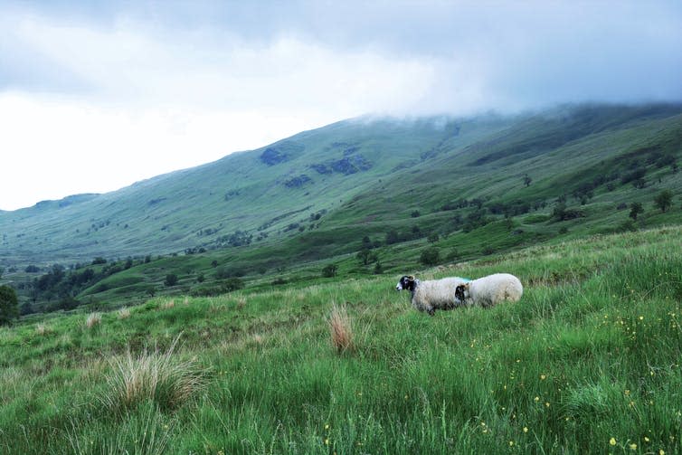 <span class="caption">Sheep grazing at the Glen Finglas experiment.</span> <span class="attribution"><span class="source">© Lisa Malm</span>, <span class="license">Author provided</span></span>