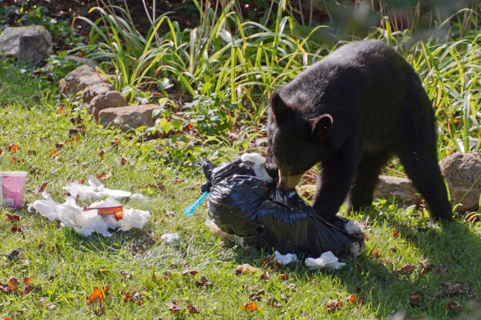 A black bear chews on a ripped apart garbage bag in a residential yard eating the trash it pulls out of it