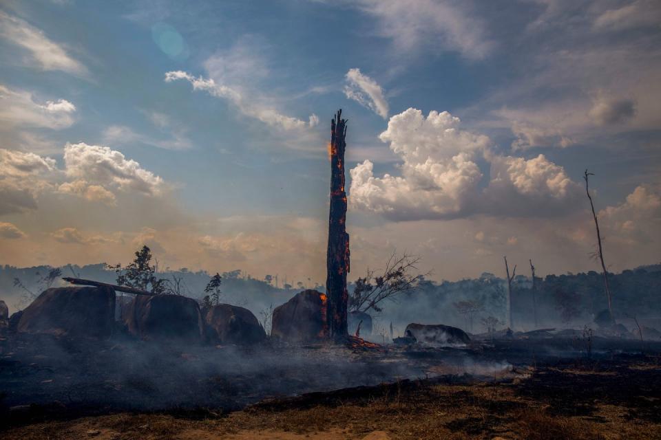 Sign The Emergency Amazon Petition