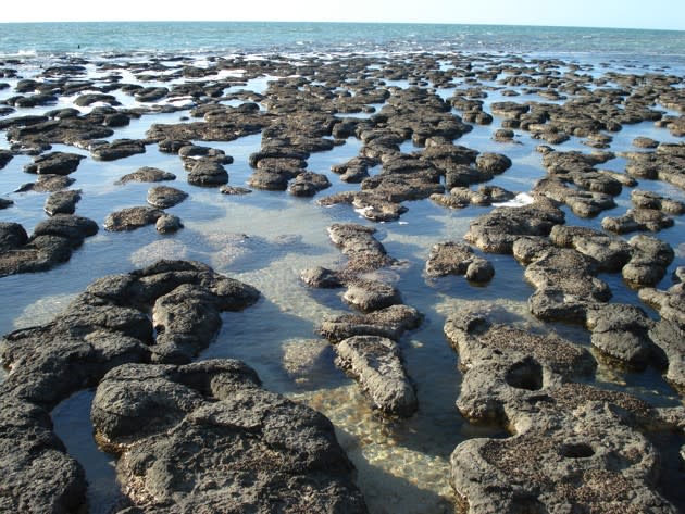 Stromatolites in Australia. Credit: Paul Morris