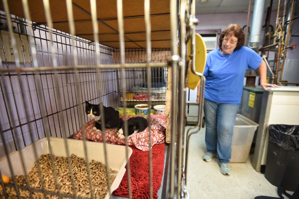 Jodi Lepera, a shelter manager at the Start II, an animal shelter in Englewood, looks at two adoptable kittens.