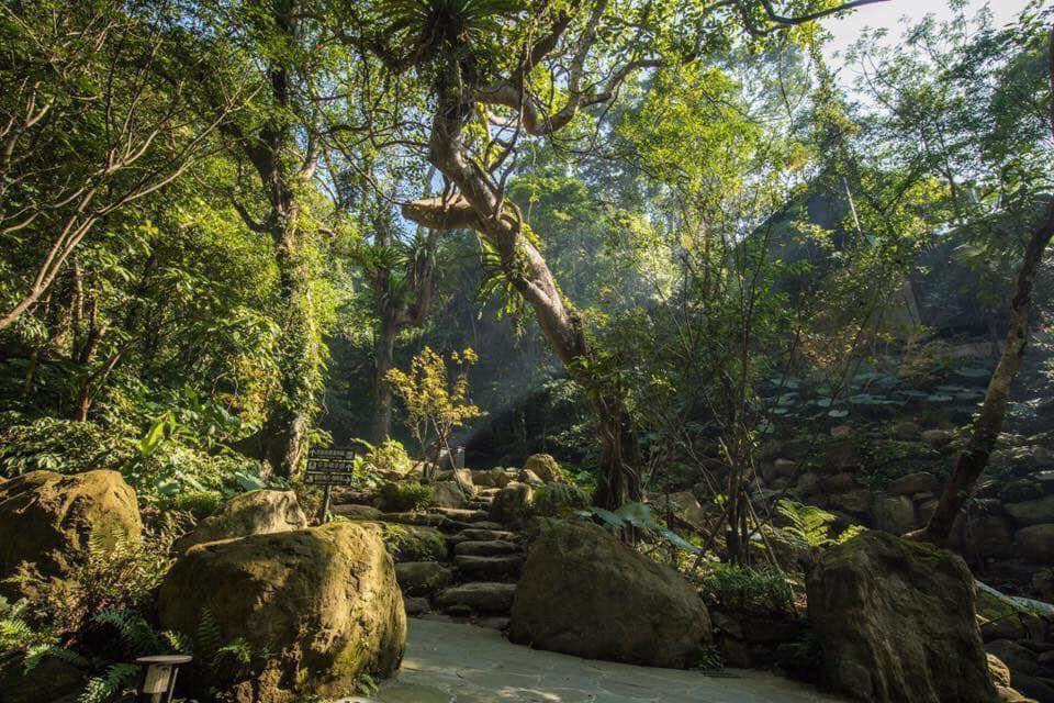 擁有全台唯一僅存低海拔原生亞熱帶雨林，是個生態資源豐富的溫泉酒店。（圖片來源：大板根森林溫泉酒店 The Great Roots Resort官方臉書）