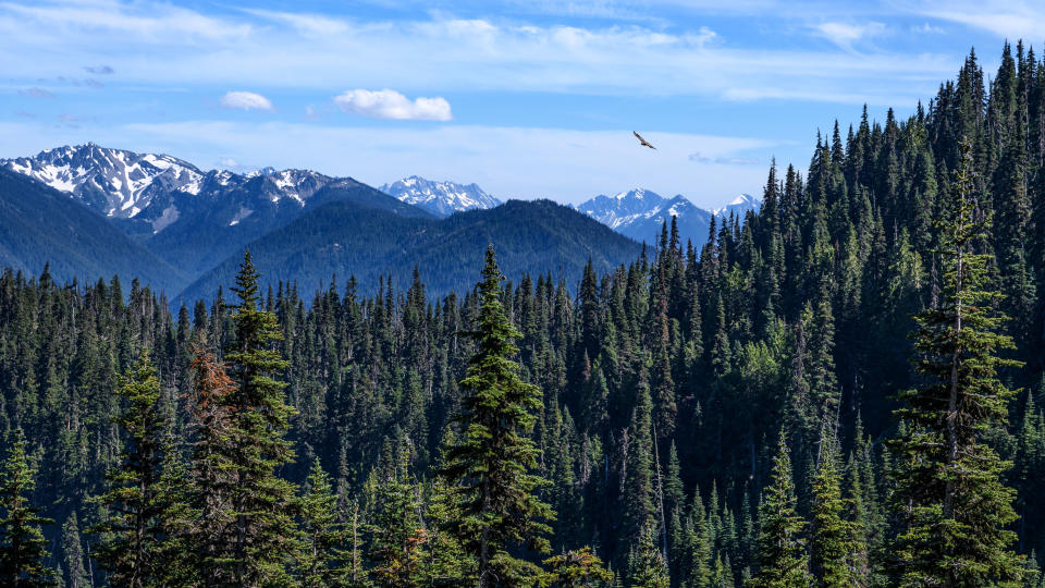 The mountains of Olympic National Park in the backdrop with pine tree forests at the foreground