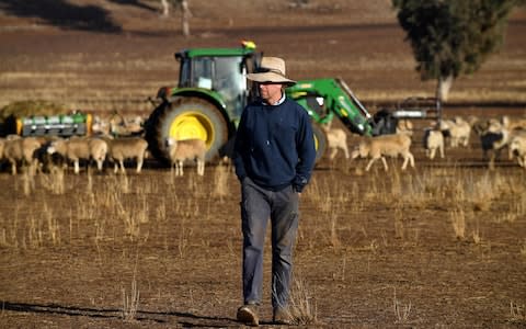 Farmer Clive Barton walking through the paddocks in the drought-hit area of Duri in New South Wales - Credit:  SAEED KHAN/ AFP