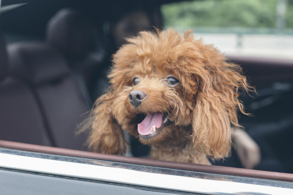 Hunde und Autos sind immer wieder für lustige Szenen gut. (Symbolbild: Getty Images)