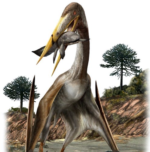 <span class="caption">The azhdarchid pterosaur, the largest flying animal ever known.</span> <span class="attribution"><span class="source">Davide Bonadonna</span>, <span class="license">Author provided</span></span>