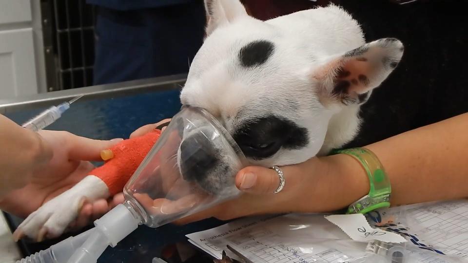 A bulldog with an oxygen mask on while undergoing anesthesia.