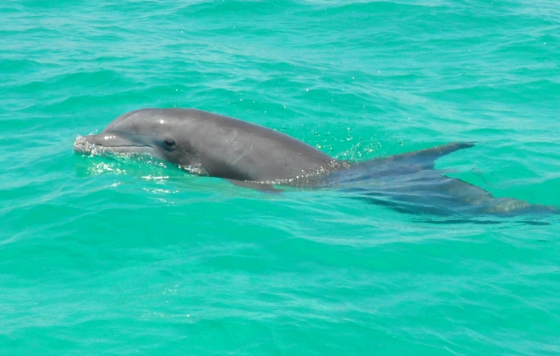 The detection of highly pathogenic avian influenza virus in a bottlenose dolphin recovered by University of Florida marine animal rescuers in 2022 was the first time the virus has been identified in a cetacean in America. (Photo courtesy of the Florida Fish and Wildlife Conservation Commission)
