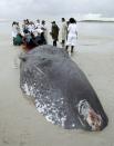 Veterinary students study the carcass of a female sperm whale that appeared on Crispim beach along Brazil's Atlantic coast at the mouth of the Amazon river, in Marapanim April 8, 2014. The students from the Para Federal University will investigate the cause of death after dissecting the whale. Picture taken April 8, 2014. REUTERS/Elielson Silva (BRAZIL - Tags: ENVIRONMENT ANIMALS SOCIETY)