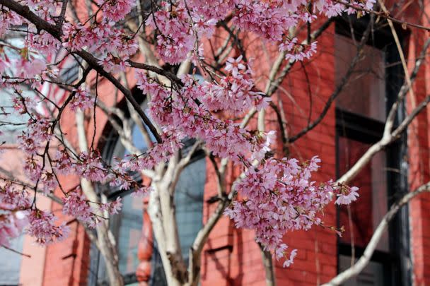 MLB - The D.C. Cherry Blossoms have arrived early this year