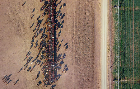 FILE PHOTO: Cattle eat grain and hay that was dropped into a drought-effected paddock by farmer Tom Wollaston, next to an irrigated paddock containing a crop, on a property located west of the town of Tamworth, in north-western New South Wales in Australia, June 2, 2018. Picture taken June 2, 2018. REUTERS/David Gray