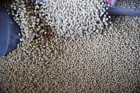 Soybeans fall into a bin as a trailer is filled at a farm in Buda, Illinois