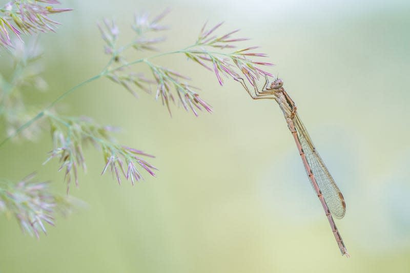 A damselfly on a grass spikelet.