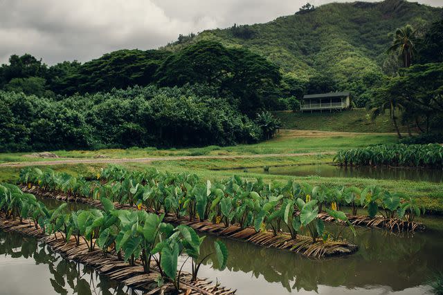 <p>Courtesy of Kualoa Private Nature Reserve</p>