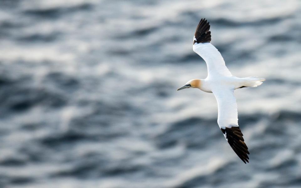 A gannet in flight - Getty