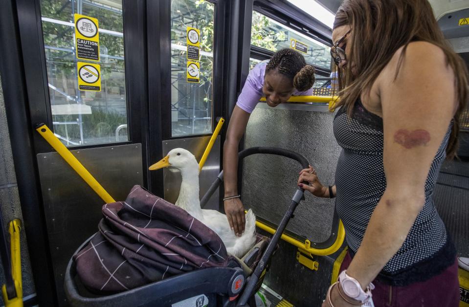 Naomi Blackwill, left, of Los Angeles, reaches down to pet Cardi D, while riding on a metro bus on 5th St. in downtown