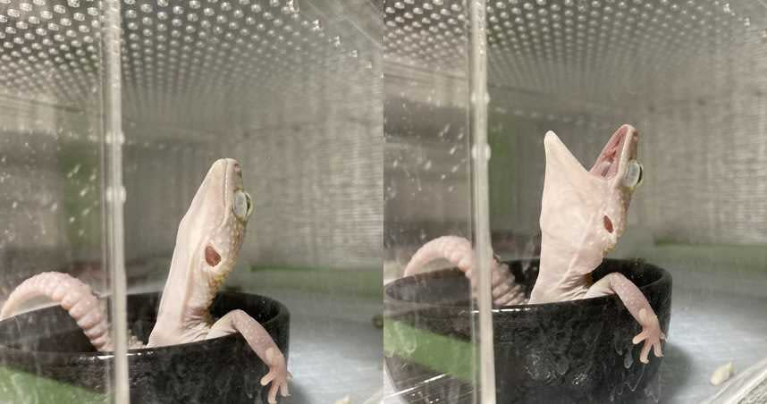 壁虎躺在容器中的姿勢與放鬆神情，看起來就像在泡湯一樣。（圖／取自twitter@reptiles_p）