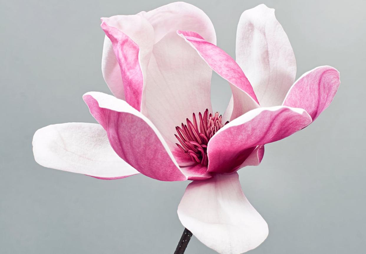 <a href="https://www.shutterstock.com/es/image-photo/magnolia-liliiflora-flower-lily-on-gray-2041354793" rel="nofollow noopener" target="_blank" data-ylk="slk:Dewin ID/Shutterstock;elm:context_link;itc:0;sec:content-canvas" class="link ">Dewin ID/Shutterstock</a>