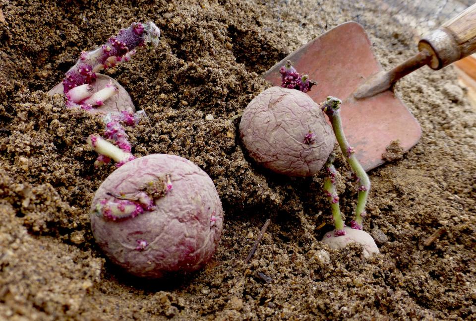Red-skinned ‘Red Pontiac’ certified seed potatoes with several eyes that have sprouted. Plant seed potatoes several inches deep with eyes facing up. Tubers will form from the stems over the cool spring months.