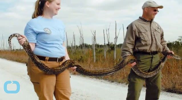 The snake measured 18 feet 3 inches and weighed 133 pounds. Photo: Supplied
