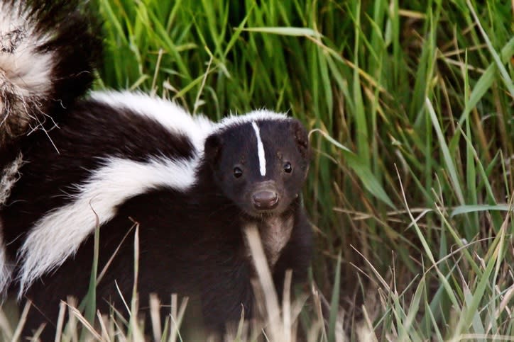 GETTY IMAGES skunk