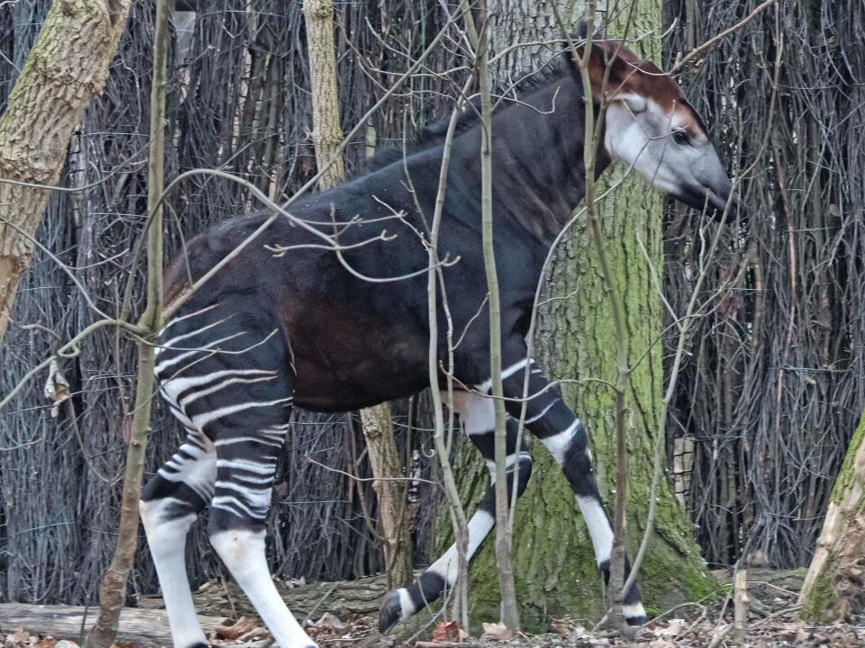 A black okapi with zebra-like stripes on its legs, runs through the woods