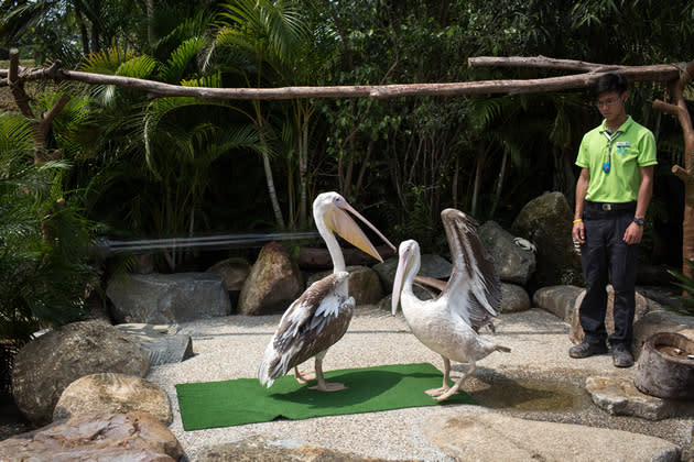 SINGAPORE - MARCH 25: Two Great White Pelican's from Africa play around with each other during a media tour ahead of the opening of River Safari at the Singapore Zoo on March 25, 2013 in Singapore. The River Safari is Wildlife Reserves Singapore's latest attraction. Set over 12 hectares, the park is Asia's first and only river-themed wildlife park and will showcase wildlife from eight iconic river systems of the world, including the Mekong River, Amazon River, the Congo River through to the Ganges and the Mississippi. The attraction is home to 150 plant species and over 300 animal species including 42 endangered species. River Safari will open to the public on April 3. (Photo by Chris McGrath/Getty Images)