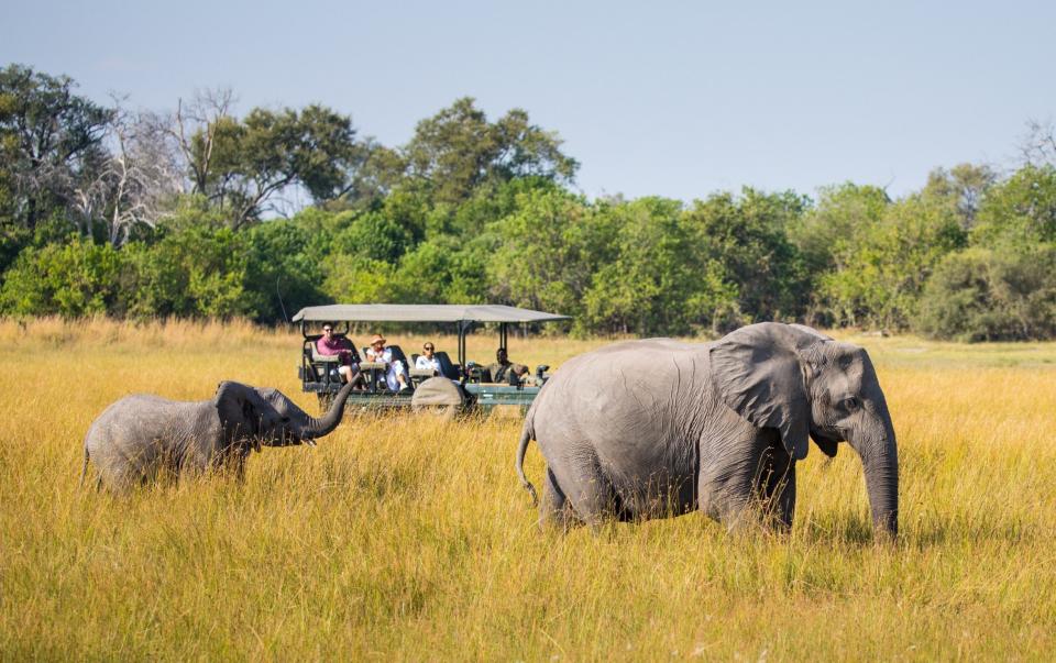 Ελέφαντες σε σαφάρι στις μεγάλες πεδιάδες της Μποτσουάνα