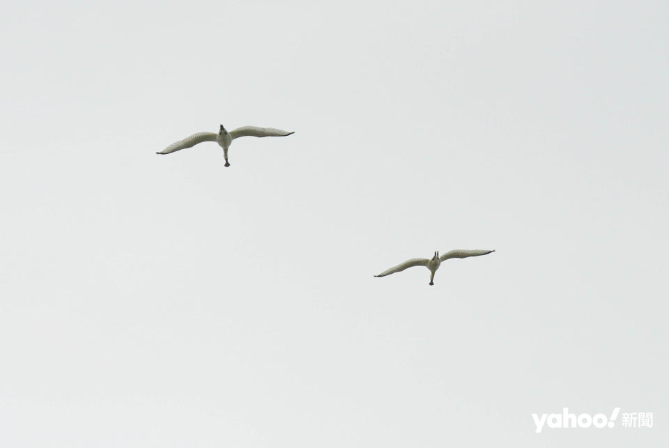 考察當日，「瀕危」的黑臉琵鷺亦有飛過新田魚塘上空。