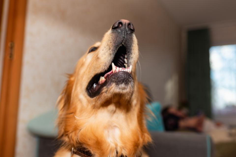 牙齒對動物而言很重要，可以咀嚼食物，也能在遭受攻擊的時候咬嚙對方，發揮保護自我的作用。圖/123RF圖庫