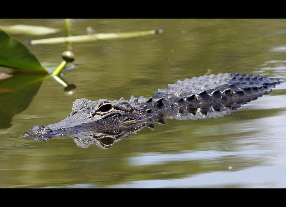 In Port Allen, LA, a man <a href="http://www.huffingtonpost.com/2012/04/12/alligator-visits-louisian_0_n_1420218.html" target="_hplink">discovered a 6-foot-long alligator at a motel</a>. He was bitten when he tried to catch the alligator before Animal Control arrived.