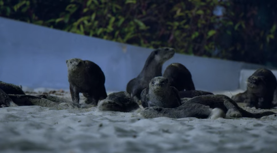 Smooth-coated otters in Singapore playing in sand at Gardens by the Bay in Netflix's Night On Earth nature documentary series. (Screengrab)