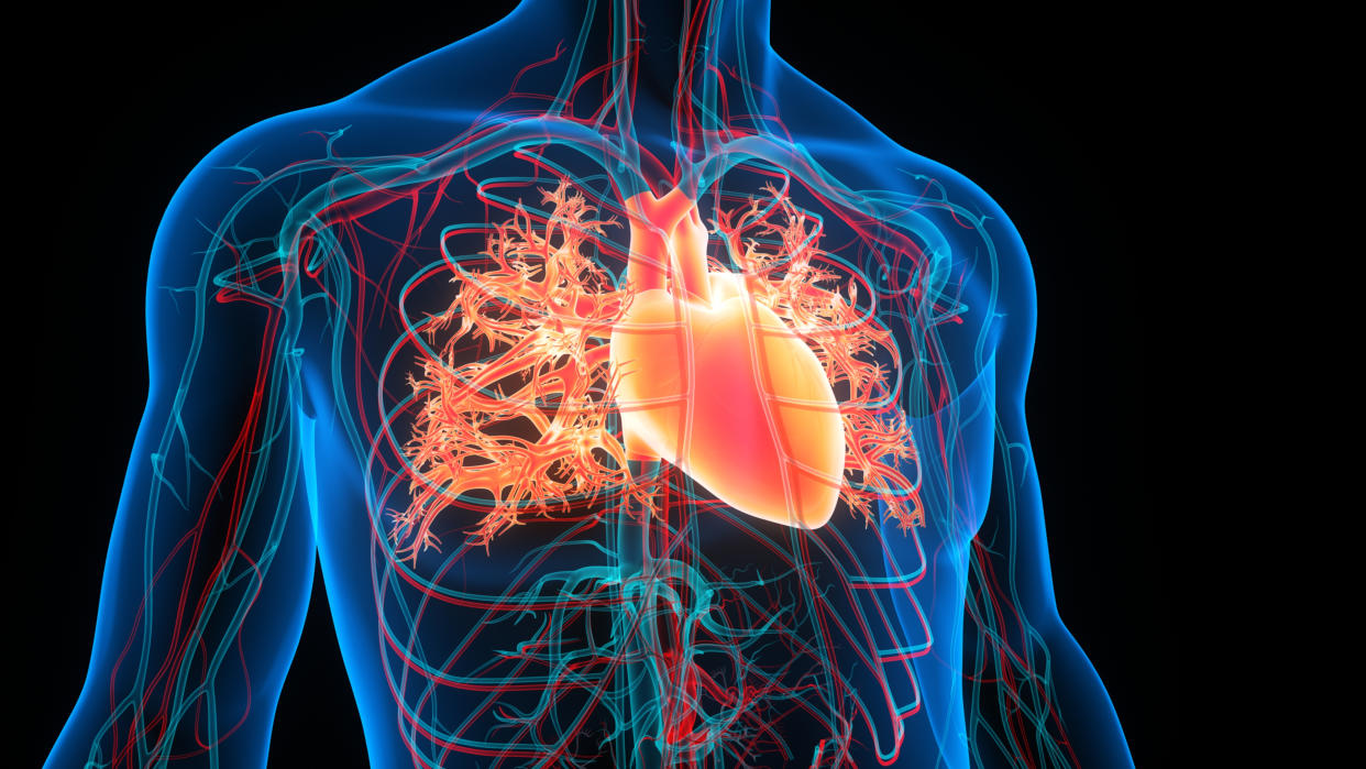 A colorful image of a heart inside a chest, replete with arteries