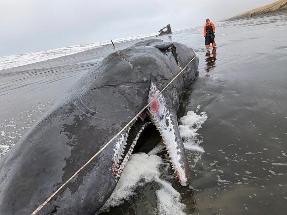 In this photo provided by Oregon State Parks, a dead sperm whale is seen washed up on the Oregon coast near Fort Stevens State Park in Clatsop County, Oregon on Sunday, Jan. 15, 2023.