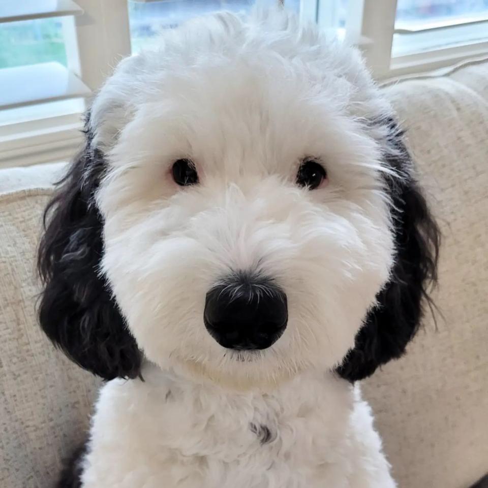 和漫畫角色如出一轍的狗狗「貝里」。翻攝bayley.sheepadoodle Instagram