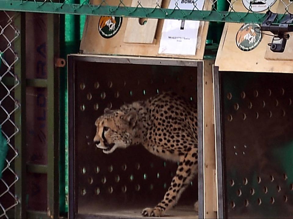 The moment one of the first batch of cheetahs is released into an enclosure at Kuno National Park in Madhya Pradesh state (PIB/AFP via Getty Images)