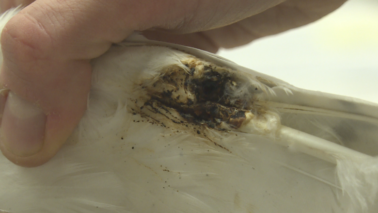 Snowy owl electrocuted mid-flight by Saint John power lines