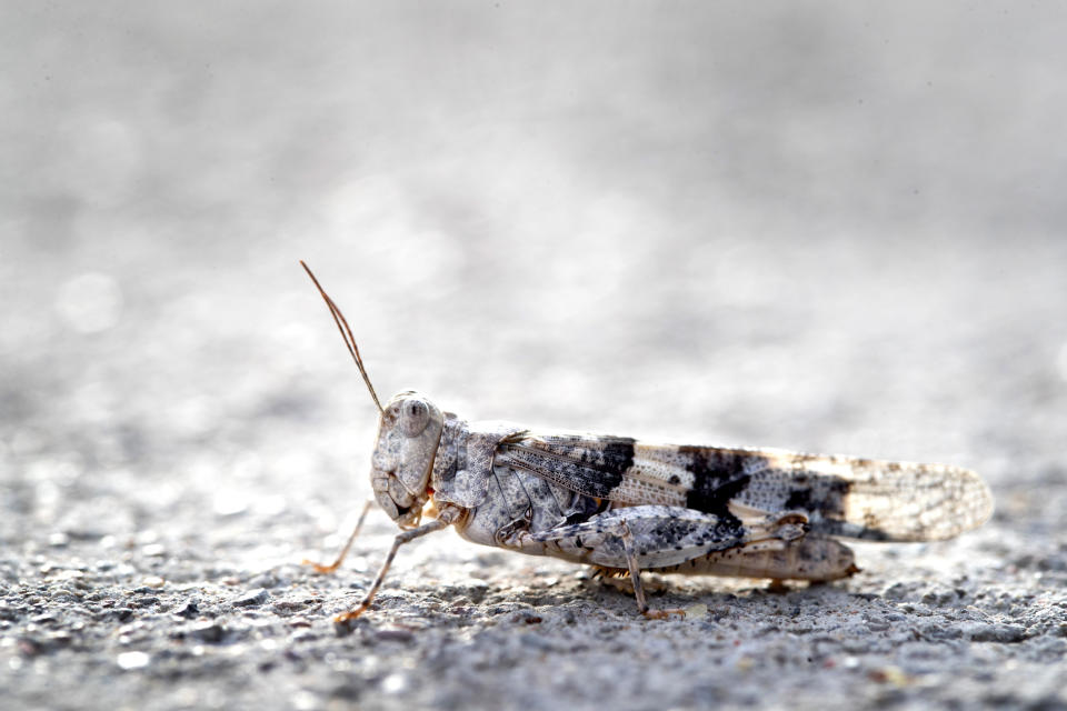 This Thursday, July 25, 2019, photo shows a grasshopper on a sidewalk outside the Las Vegas Sun offices in Henderson, Nev. A migration of mild-mannered grasshoppers sweeping through the Las Vegas area is being attributed to wet weather several months ago. (Steve Marcus/Las Vegas Sun via AP)