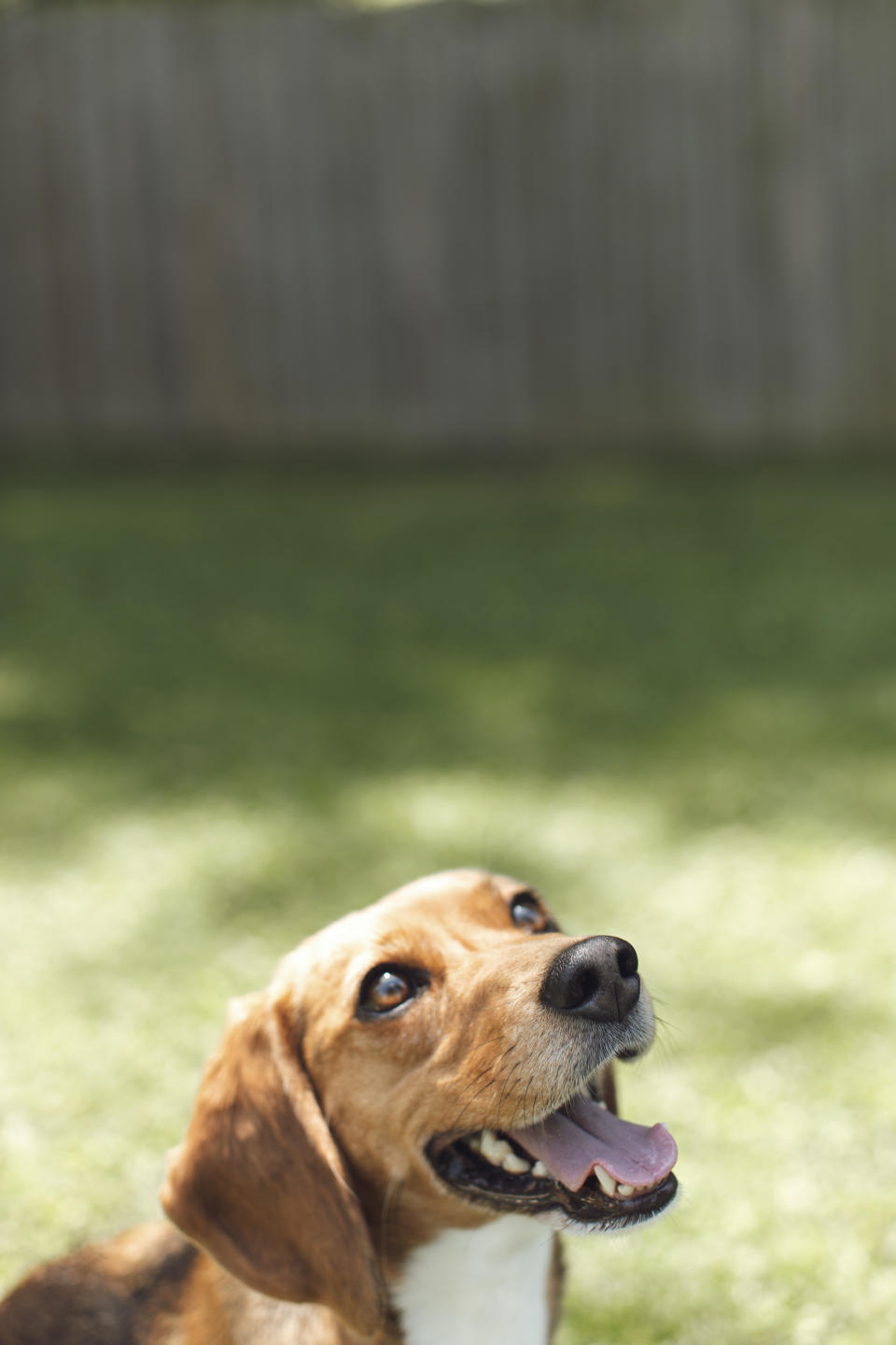 Maple, el beagle que adoptaron Alli y Tyler Trent, en Dublin, Virginia, el 28 de julio de 2023. (Alycee Byrd/The New York Times)