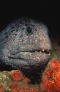 The sea urchin-eating wolf eel waits for its prey in British Columbia.