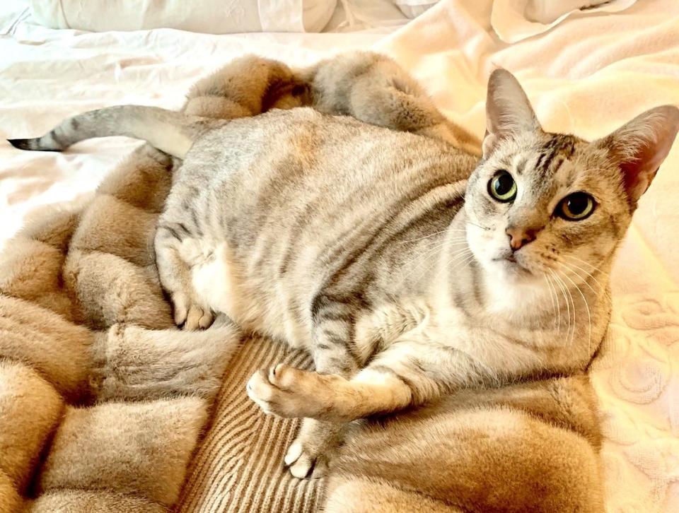 Julie Hayek’s Sheena, a half Siamese-half Abyssinian 18-year-old, would like more fur for Valentine’s Day, since the one she’s sitting on is not enough for a well-dressed cat.