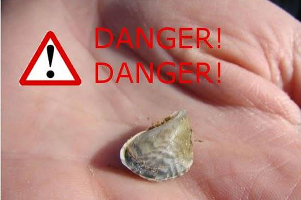 quagga mussels found in uk