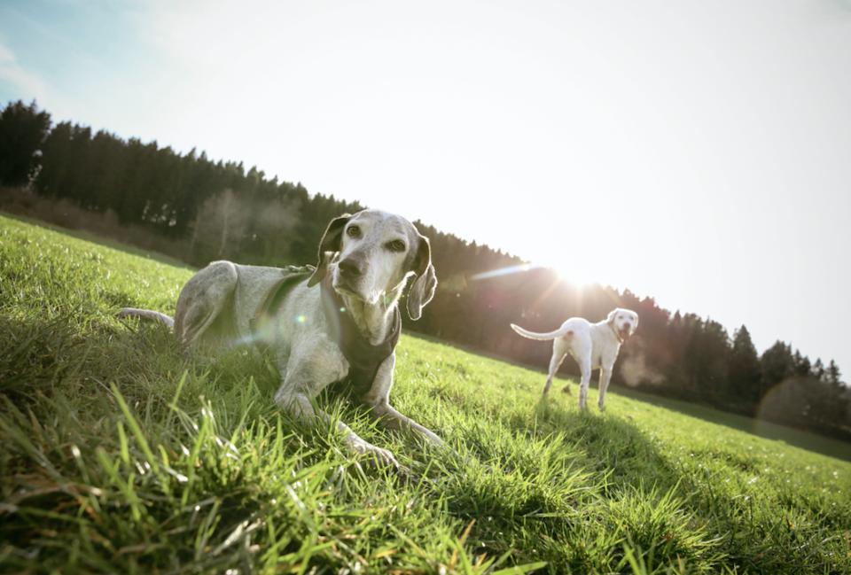 Pet owners have been told to look after their dogs in the hot weather (Picture: Rex)