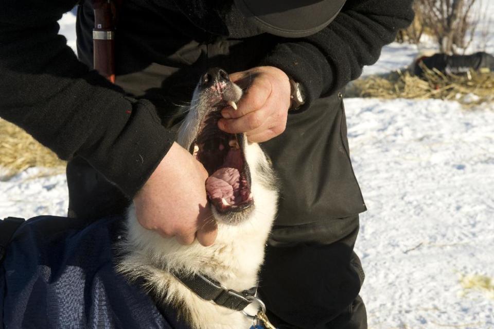 Robert Sorlie gives a pill to his dog at the Kaltag checkpoint during the 2014 Iditarod Trail Sled Dog Race on Saturday, March 8, 2014. (AP Photo/The Anchorage Daily News, Bob Hallinen)