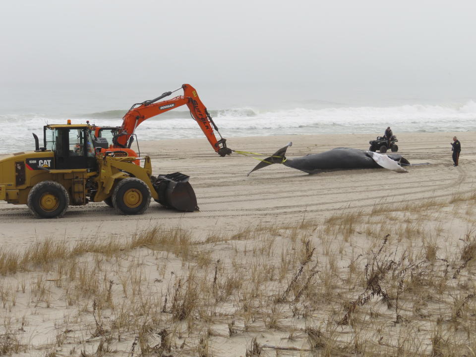 Workers move a dead whale that washed ashore in Seaside Park N.J. on March 2, 2023. New Jersey officials say a wide array of research and preventive measures are either under way or planned soon to protect marine mammals during the construction and operation of offshore wind farms. Some people blame offshore wind preparation for a spate of whale deaths on the U.S. East Coast this winter, but three federal science agencies say there is no evidence linking the deaths to offshore wind preparation. (AP Photo/Wayne Parry)