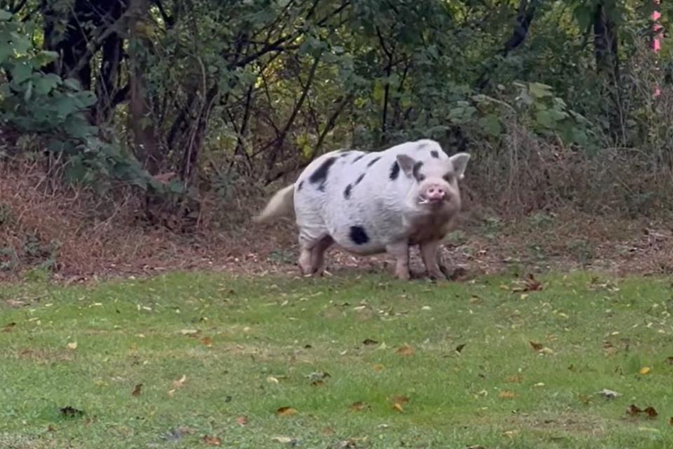 In a screenshot from a video, Kevin Bacon, the escaped pig, is seen near Chelsea Rumbaugh's farm.