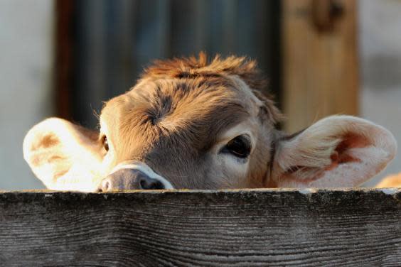 A calm temperament is essential for cow cuddling (iStock)